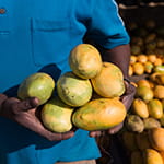 african-mango-extract1